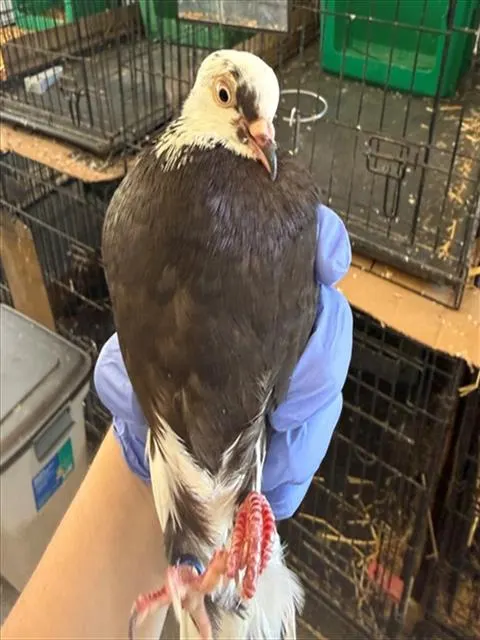 Adoptable Bird