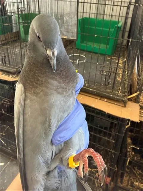 Adoptable Bird
