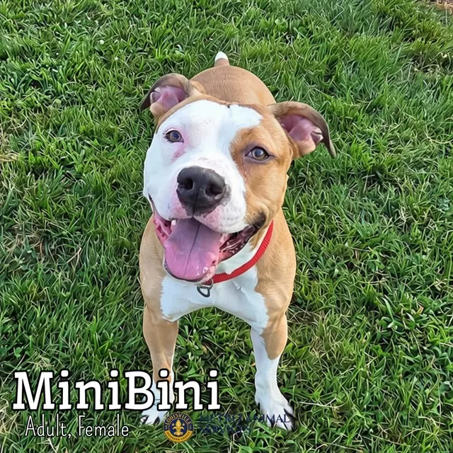 Mini Bini