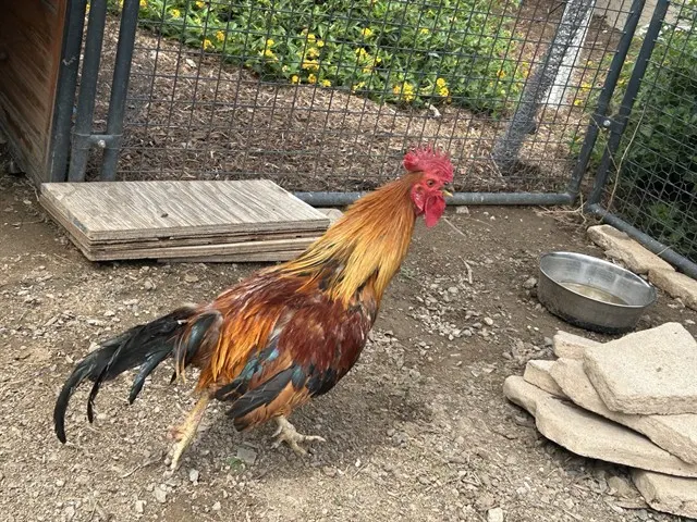 Adoptable Bird