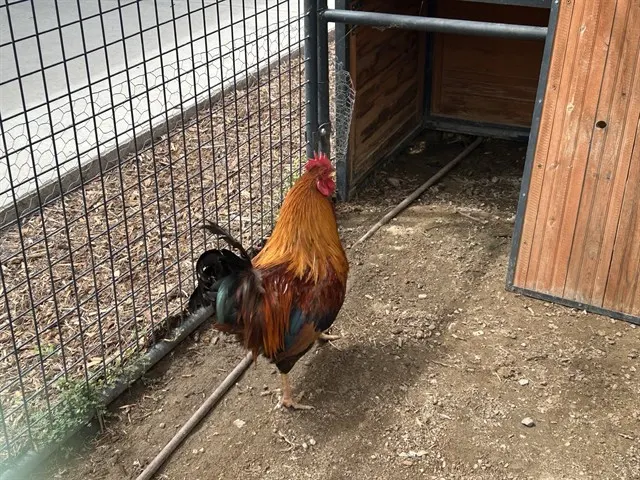 Adoptable Bird