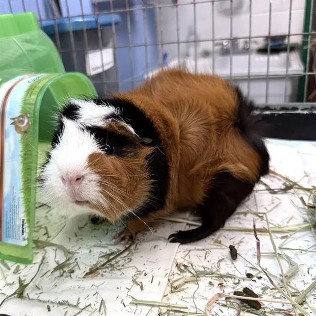 Mocha