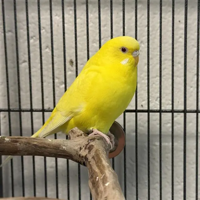 Penelope