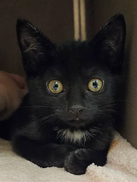 Pico
