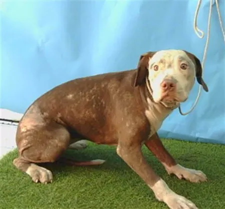 Adoptable Dog