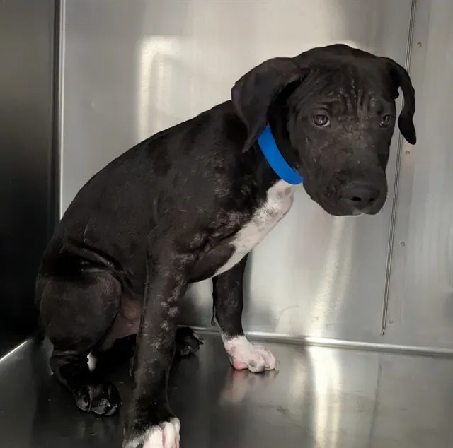 Adoptable Dog