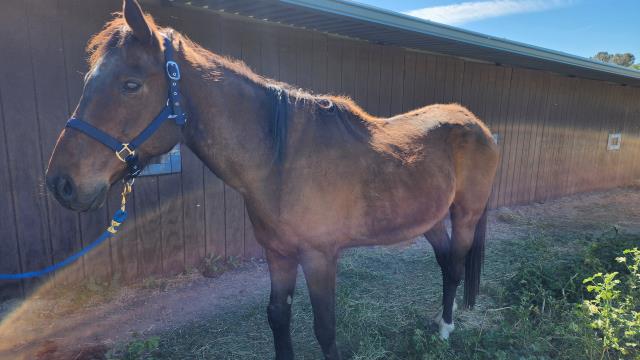 Adoptable Equine