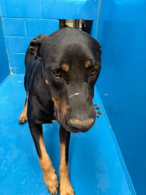 Adoptable Dog