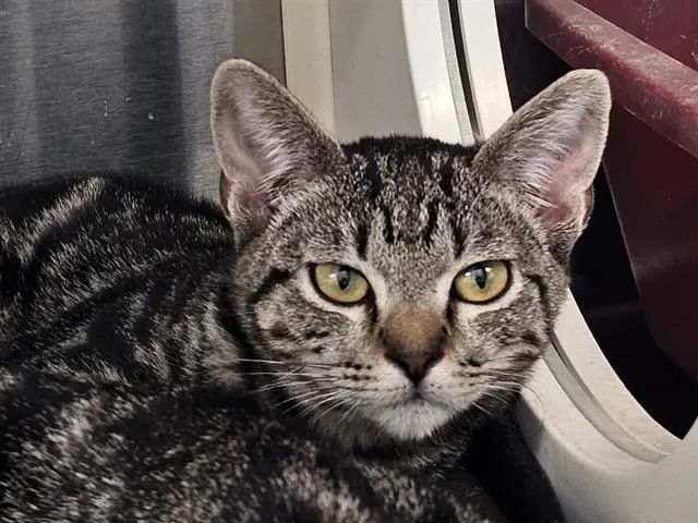 Tabby