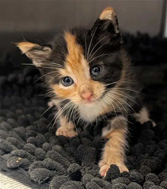 Caramel Cluster