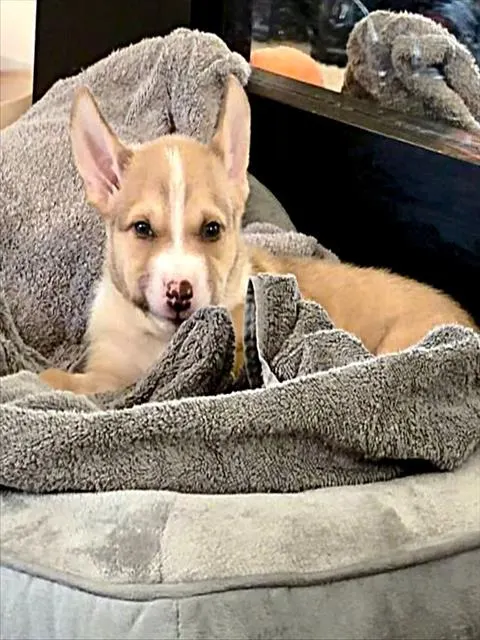 Adoptable Dog