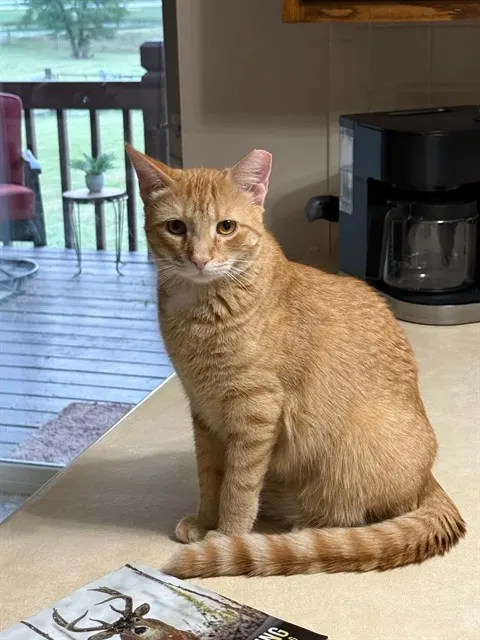 Perry