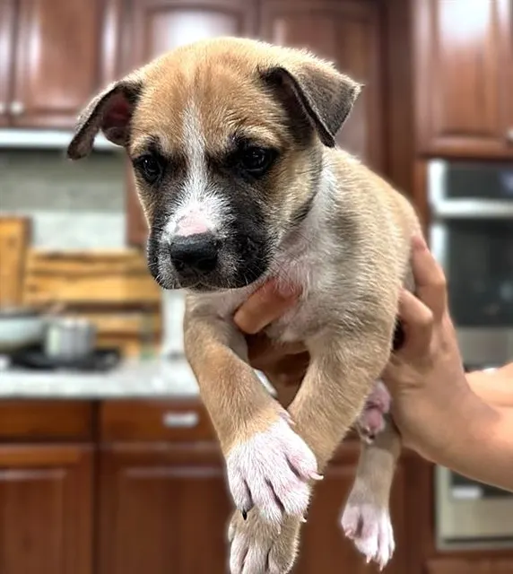 Adoptable Dog