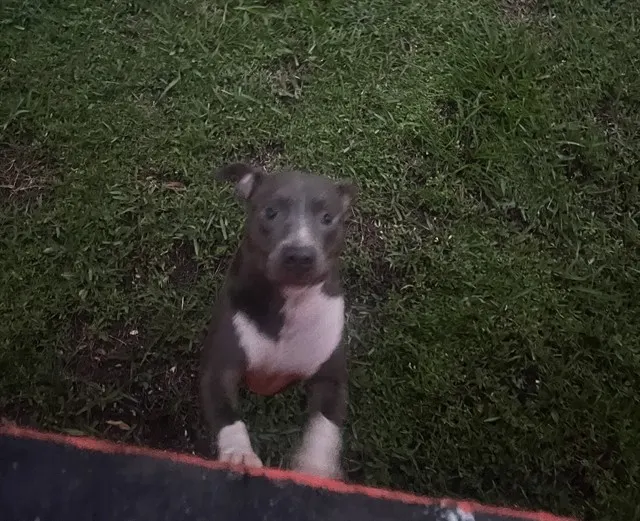 Bella