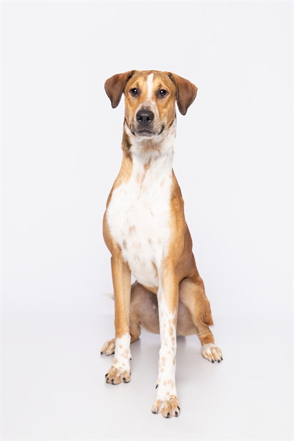 Arlo