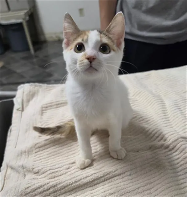 Tofu