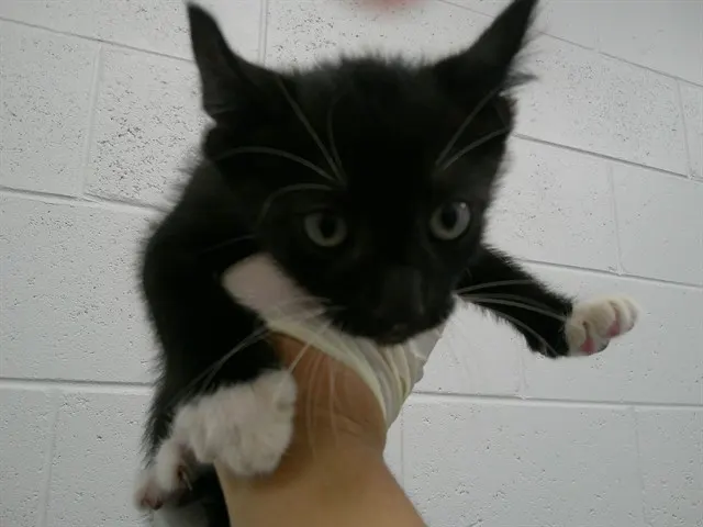 Adoptable Cat