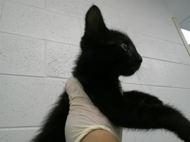 Adoptable Cat