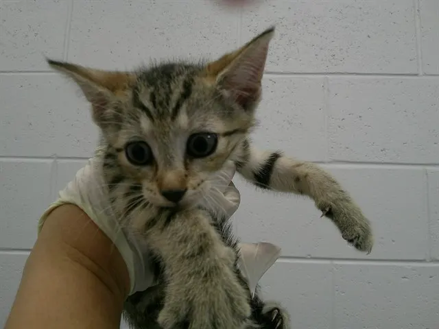 Adoptable Cat