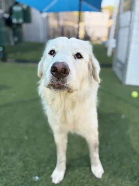 Hazel