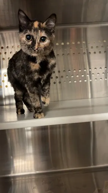 Kiki