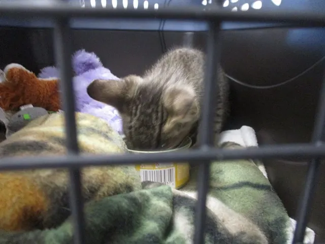 Adoptable Cat