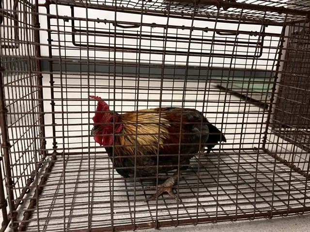 Adoptable Bird