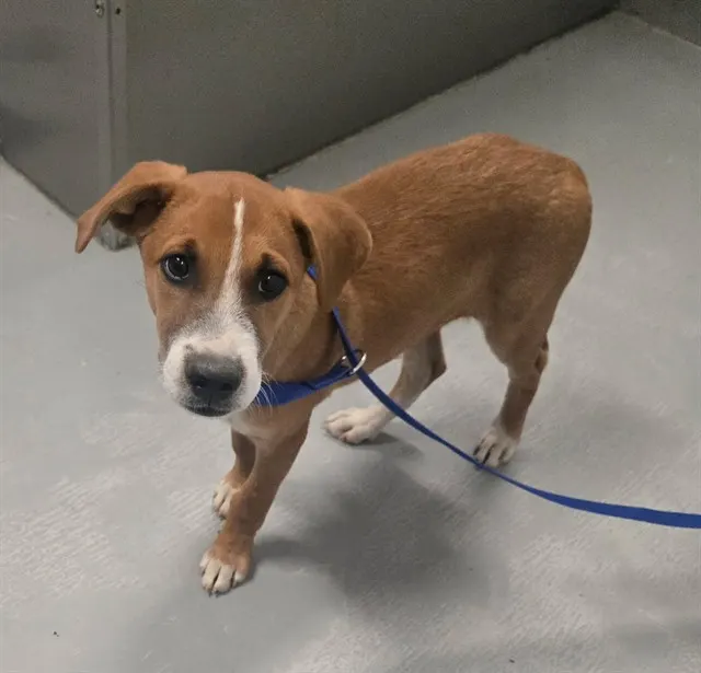 Adoptable Dog