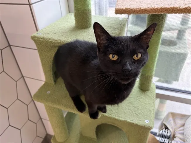 Kit