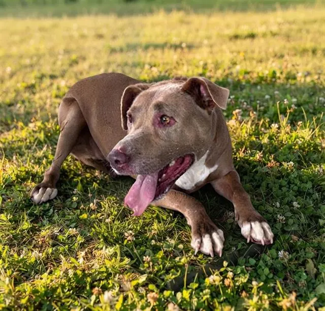 Milo