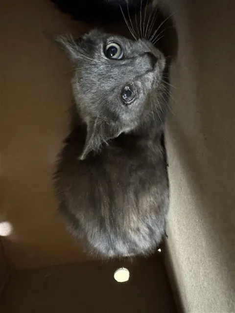 Bosco