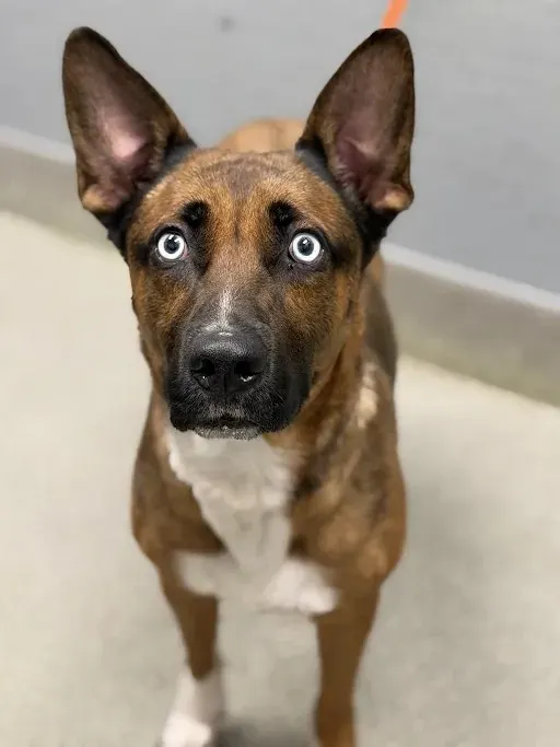 Astro