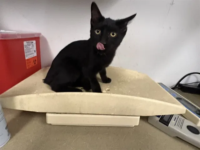 Adoptable Cat
