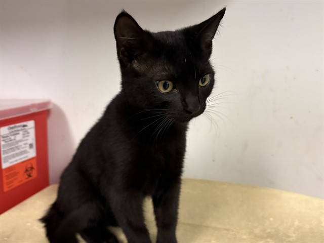 Adoptable Cat