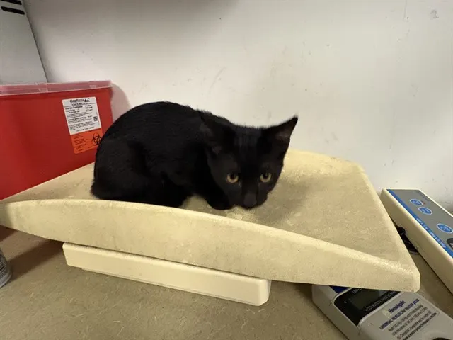 Adoptable Cat