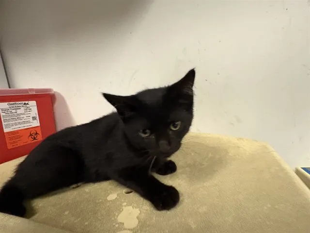 Adoptable Cat