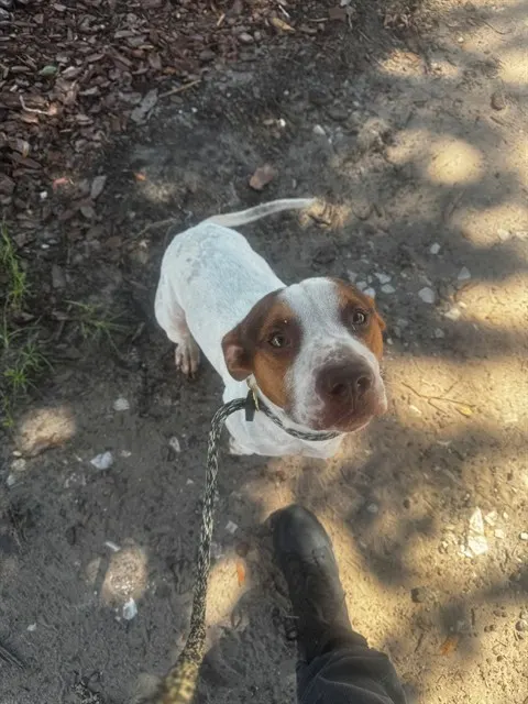 Snoopy