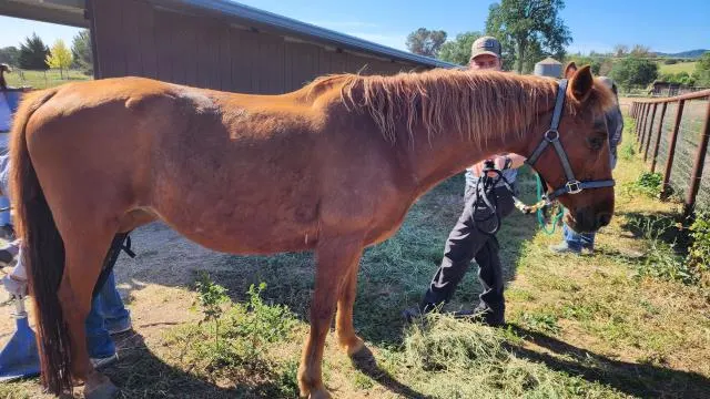 Adoptable Equine