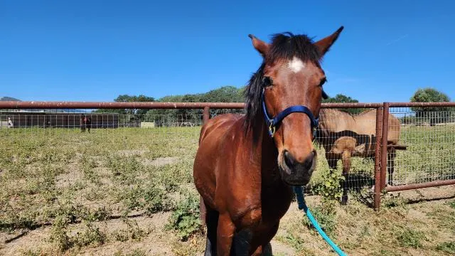Adoptable Equine