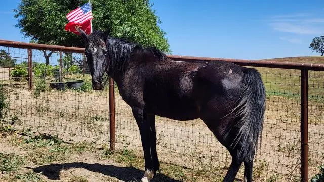 Adoptable Equine