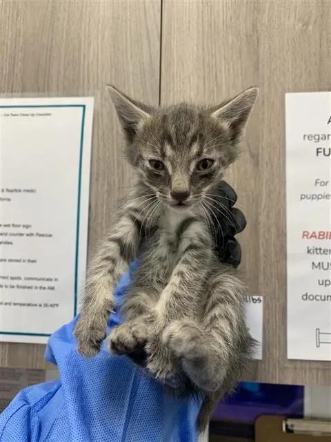 Adoptable Cat
