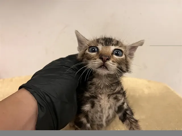 Adoptable Cat
