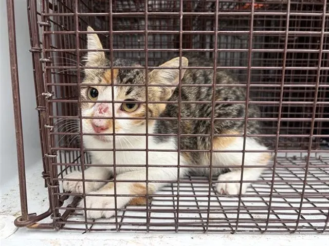 Adoptable Cat