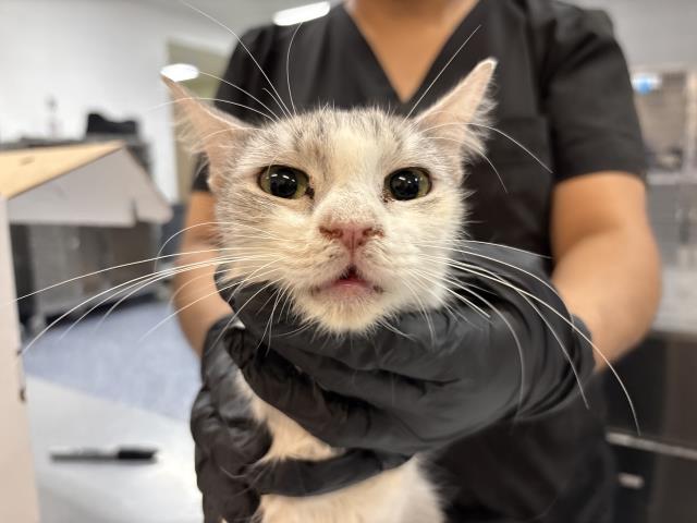 Adoptable Cat