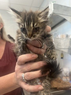 Adoptable Cat