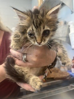 Adoptable Cat