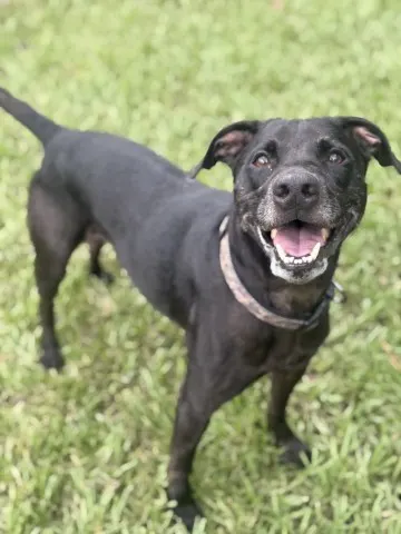 Cheddar