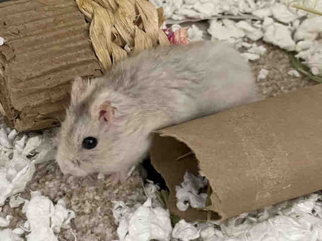 Nibbler