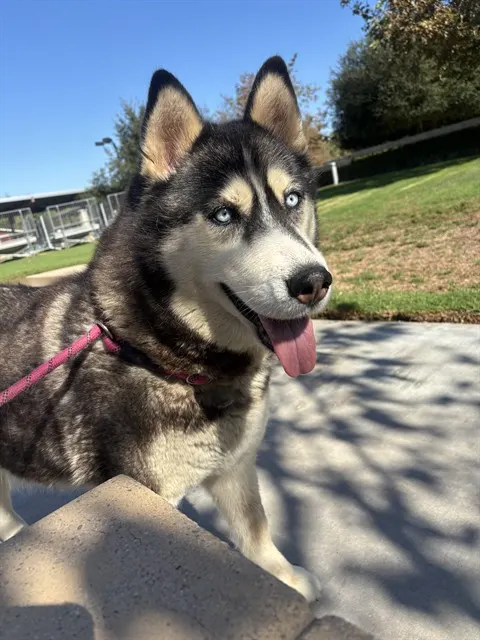 Mila