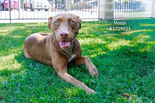Venus